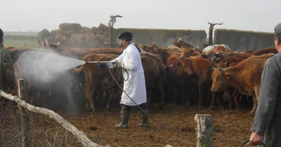 Болезни коров, которые могут быть очень опасны для человеческого здоровья |  Спаси Господи | Дзен