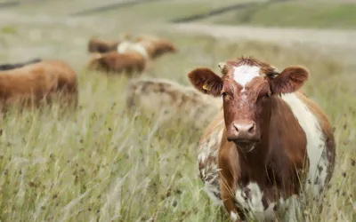 Жертвами нодулярного дерматита стали почти 800 коров на западе Казахстана