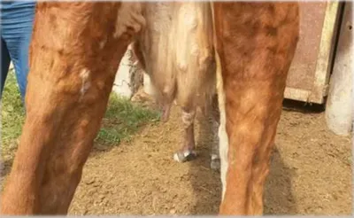 В Свердловской области установлен карантин по заразному узелковому  дерматиту крупного рогатого скота - Уралбиовет