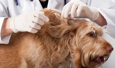 Кожное заболевание в собаках Стоковое Фото - изображение насчитывающей  красивейшее, контагиозно: 125649608
