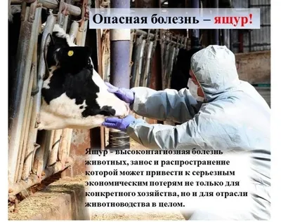 Средство для обработки вымени до доения на основе молочной кислоты  Dairyclean L Концентрат, 20 кг - купить с доставкой по выгодным ценам в  интернет-магазине OZON (1133073303)