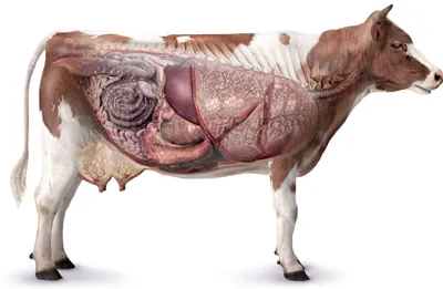 Заболевания крупного рогатого скота: диагностика и лечение