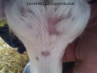 Кожные заболевания у коз фото фото
