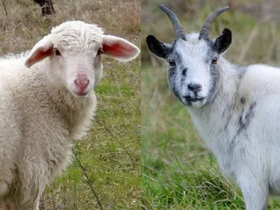Внимание! Оспа овец и коз! | КВ