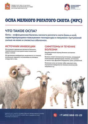 Случаи заболевания оспой овец и коз выявлены в трёх областях - Газета  \"Земля\"