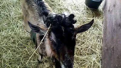 Мастит у коз: признаки и лечение | NITA-FARM