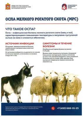 Орловских фермеров предупредили об опасности заражения коз и овец оспой