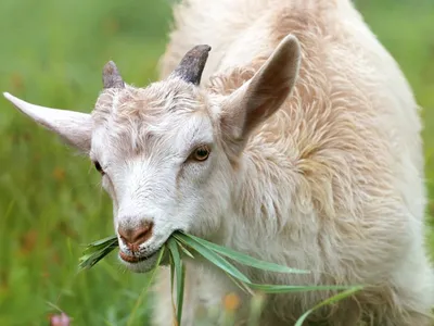 Оспа овец и коз Оспа овец и коз – высокозаразное вирусное заболевание