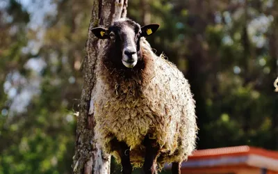 Овцы и козы тоже болеют оспой | Сельская нива - газета Липецкого района