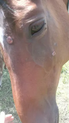 Инфекция borrelia burgdorferi у лошадей (болезнь лайма) / Infection  borrelia burgdorferi in horses (lyme disease)