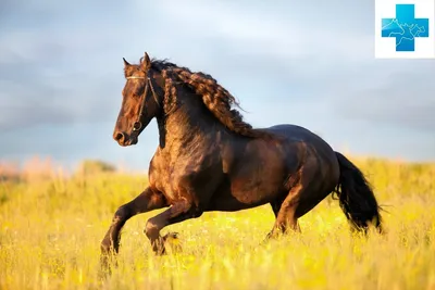 Инфекция borrelia burgdorferi у лошадей (болезнь лайма) / Infection  borrelia burgdorferi in horses (lyme disease)