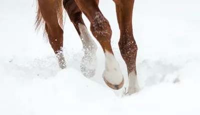 Horses » Белые ноги более подвержены заболеваниям? Все ветеринары согласны  с этим, (выпуск журнала №46)