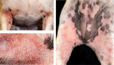 Скотч - тест со сдавлением кожи в сравнении с глубокими соскобами кожи для  диагностики демодекоза собак. | veter96.ru