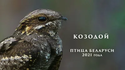 Птицей 2021 года в Беларуси назван козодой | Газета ЕДИНСТВО