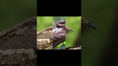 Страшная птица с большим ртом - 73 фото