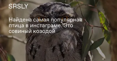 Исполинский козодой - самая эмоциональная птица на свете😅 | Instagram