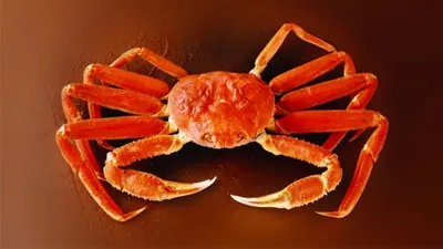 Клешни краба-стригуна, 4 кг | Интернет-магазин Mr. Crab