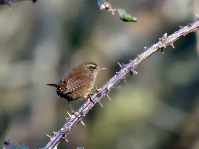 Крапивник - eBird