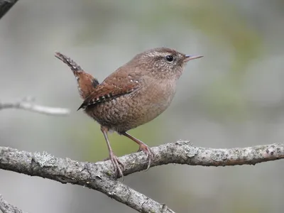 Крапивник - eBird