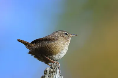 Крапивник (Troglodytes troglodytes). Фотогалерея птиц. Фотографии птиц  России, Беларуси, Украины, Казахстана, Таджикистана, Азербайджана.