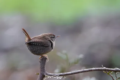 Крапивник (Troglodytes troglodytes). Птицы Европейской России.