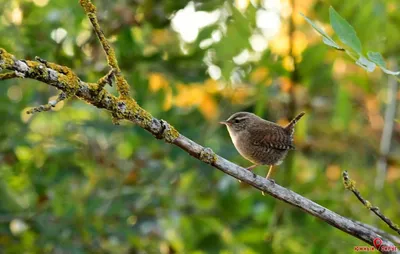 Eurasian wren ,Обыкновенный крапивник - Troglodytes troglodytes. Фотограф  Евгений