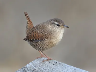 Крапивник (Troglodytes troglodytes). Птицы Европейской России.