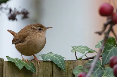 Крапивник - eBird