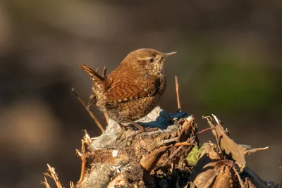 Крапивник Каролинский - Carolina Wren. Photographer Etkind Elizabeth