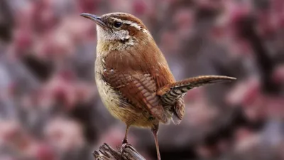 Крапивник (Troglodytes troglodytes). Птицы Европейской России.