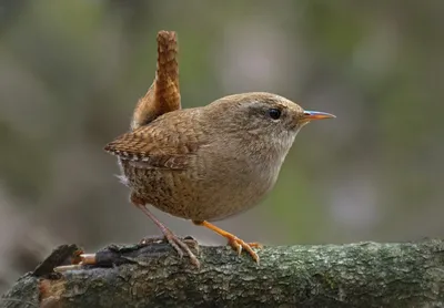 Крапивник Troglodytes troglodytes Winter Wren