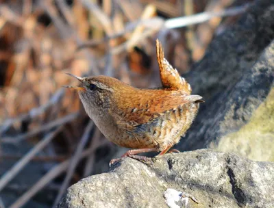 Крапивник (Troglodytes troglodytes). Птицы Кыргызстана.