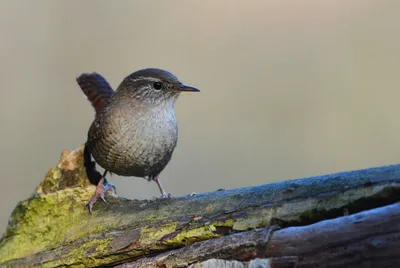 Крапивник (Troglodytes troglodytes). Птицы Беларуси.