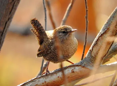 Крапивник (Troglodytes troglodytes). Фотогалерея птиц. Фотографии птиц  России, Беларуси, Украины, Казахстана, Таджикистана, Азербайджана.