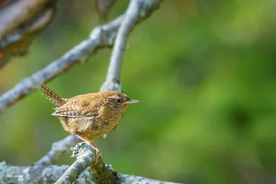 Крапивник (Troglodytes troglodytes)