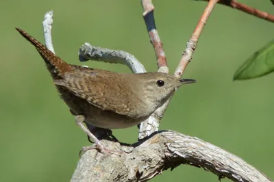 Крапивник (Troglodytes troglodytes). Птицы Европейской России.