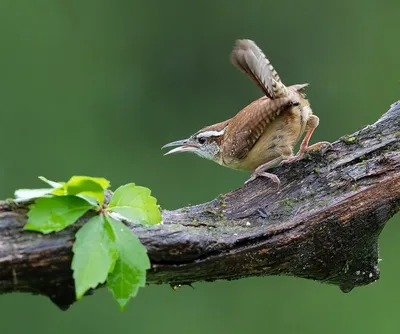 Крапивник (Troglodytes troglodytes). Птицы Сибири.