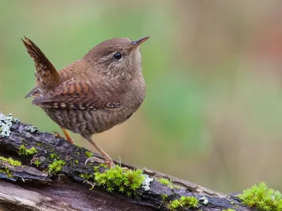 Крапивник (Troglodytes troglodytes). Птицы Дальнего Востока России.