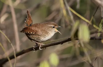 Программа \"Птицы Москвы и Подмосковья\" - Крапивник Troglodytes troglodytes  (Linnaeus, 1758) Northern Wren © Анна Голубева Куркино, Москва дата:  2019-09-20 | Facebook