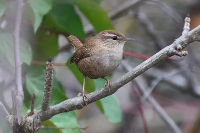 картинки : клюв, Домкрат, крапивник, Bewick s Wren, Певчий птица, Птица- птица, Ветка, Соловей, Дикая природа, Woodpecker finch, Зяблик, Болото  1969x1309 - houleps - 1597126 - красивые картинки - PxHere