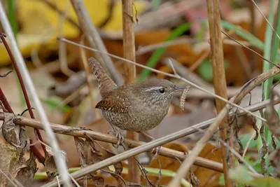 Крапивник Каролинский - Carolina Wren | Крапивник, Канарейки, Хвостики