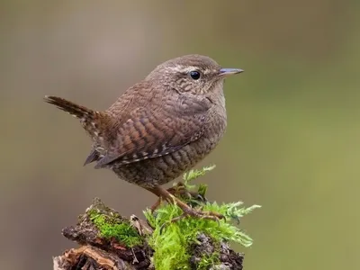 Крапивник Troglodytes troglodytes (Linnaeus, 1758) Northern Wren © Анна  Голубева Куркино, Москва дата: 2019-09-20 Одна из самых маленьких птиц  Евразии (и... | By Программа \"Птицы Москвы и Подмосковья\" | Facebook