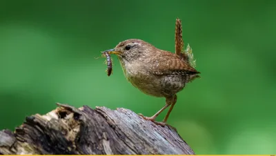 Крапивник (Troglodytes troglodytes). Птицы Европейской России.