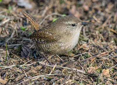 Крапивник Troglodytes troglodytes Winter Wren