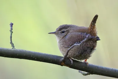 Крапивник - eBird