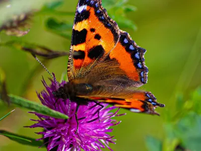 Рисунок бабочка крапивница - 72 фото
