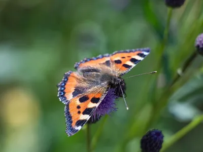 Крапивница бабочки в крупном плане травы Стоковое Изображение - изображение  насчитывающей стержни, природа: 61487085