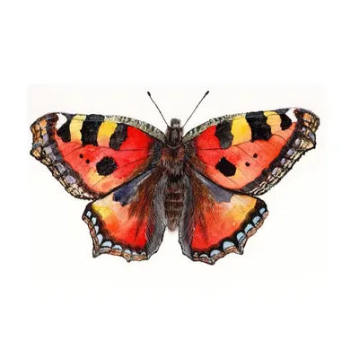 Рисунок бабочка крапивница (Много фото) - drawpics.ru