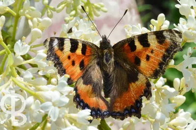 Любительница цветочного нектара – бабочка Крапивница | Точка  соприкосновения | Дзен