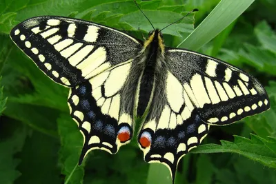 Крапивница бабочки стоковое фото. изображение насчитывающей бабочка -  146937488